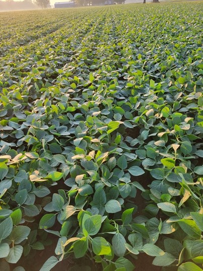 Soybean field